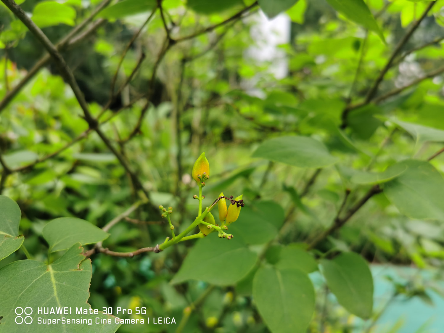 蓝丁香长什么样（丁香花所有品种介绍你都认识吗）