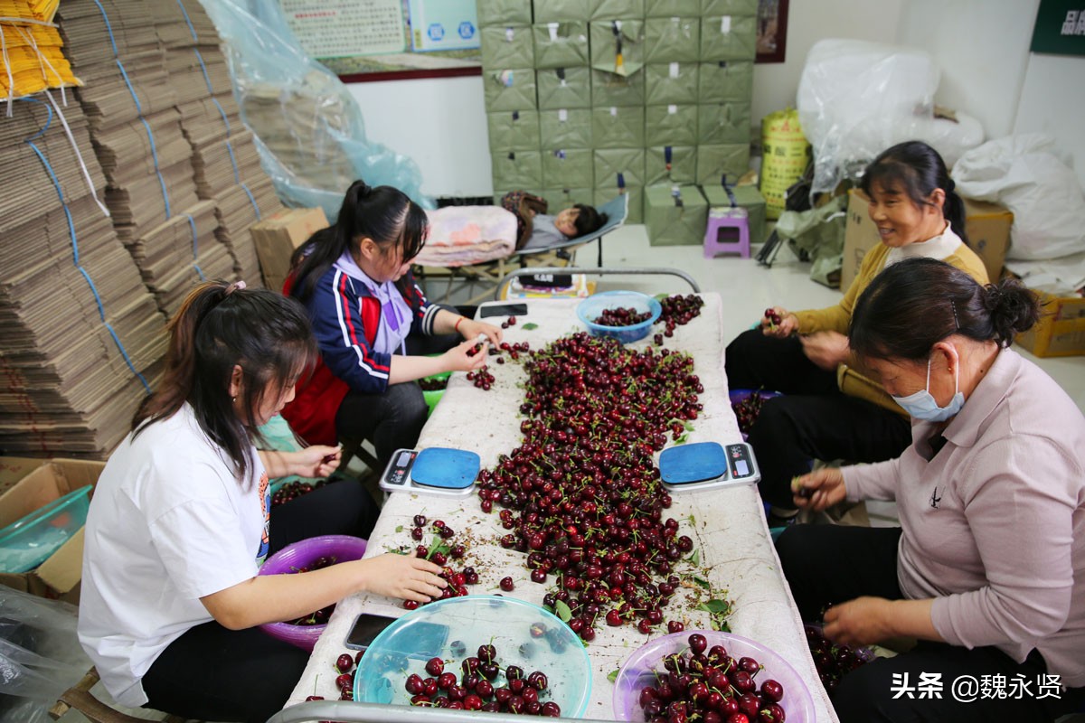 澄城樱桃熟了，渭北黄土旱原上的樱桃个大甜度高，一斤能卖150元