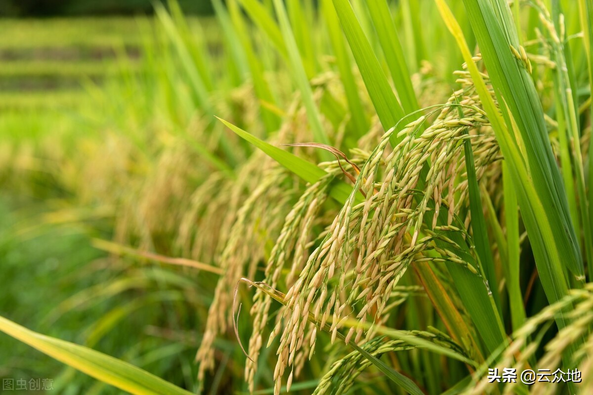 晶两优534的种子价格(水稻优质高产第一步) - 价格百科