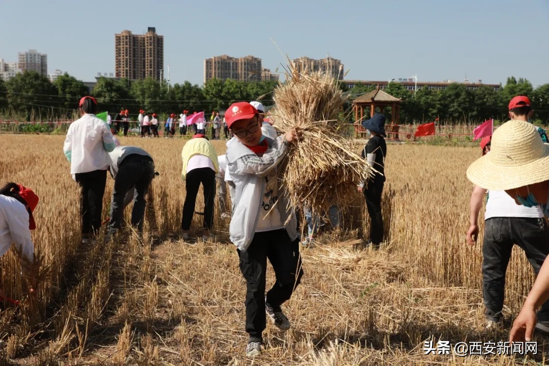 宝鸡市陈仓区西堡小学“收麦”实践活动令(图8)