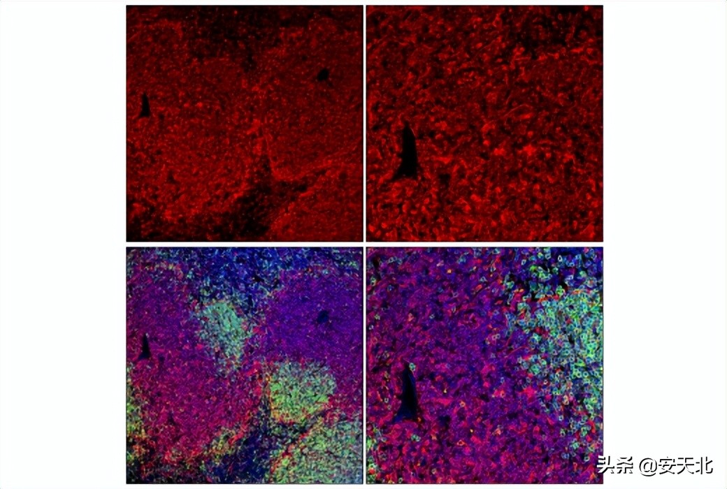 6月上市的经严格验证的全新抗体、试剂及试剂盒-伊诺凯
