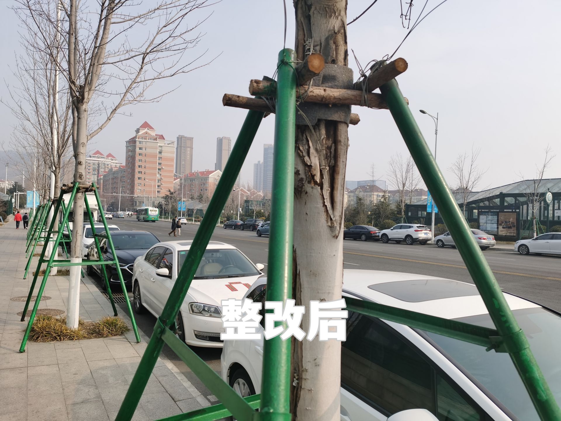 树木支撑架维修完成 苗岭路街景提升