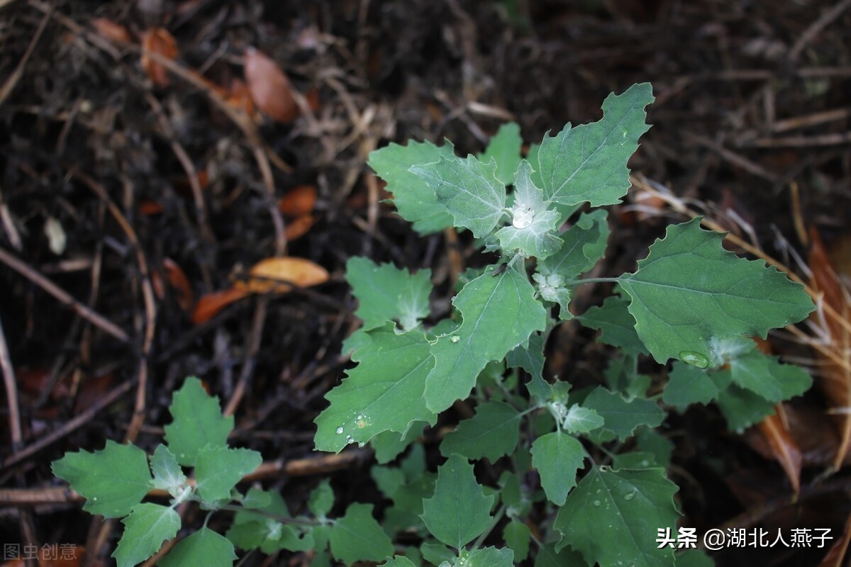 常见野菜的大全（50种野菜的图片及吃法）