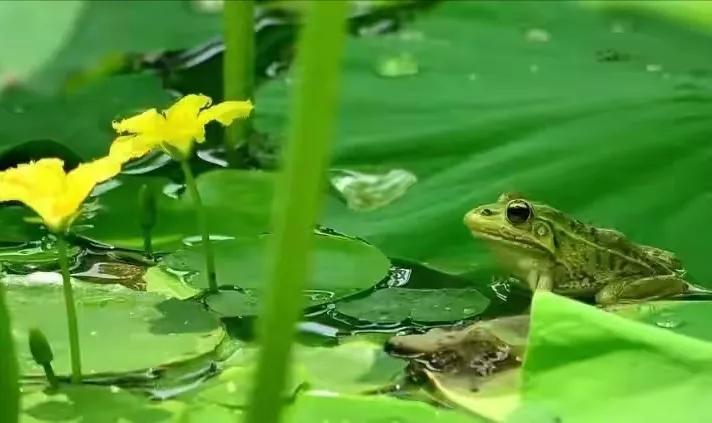 散文：一场夏雨，惊起一池蛙声，唤醒一树蝉鸣