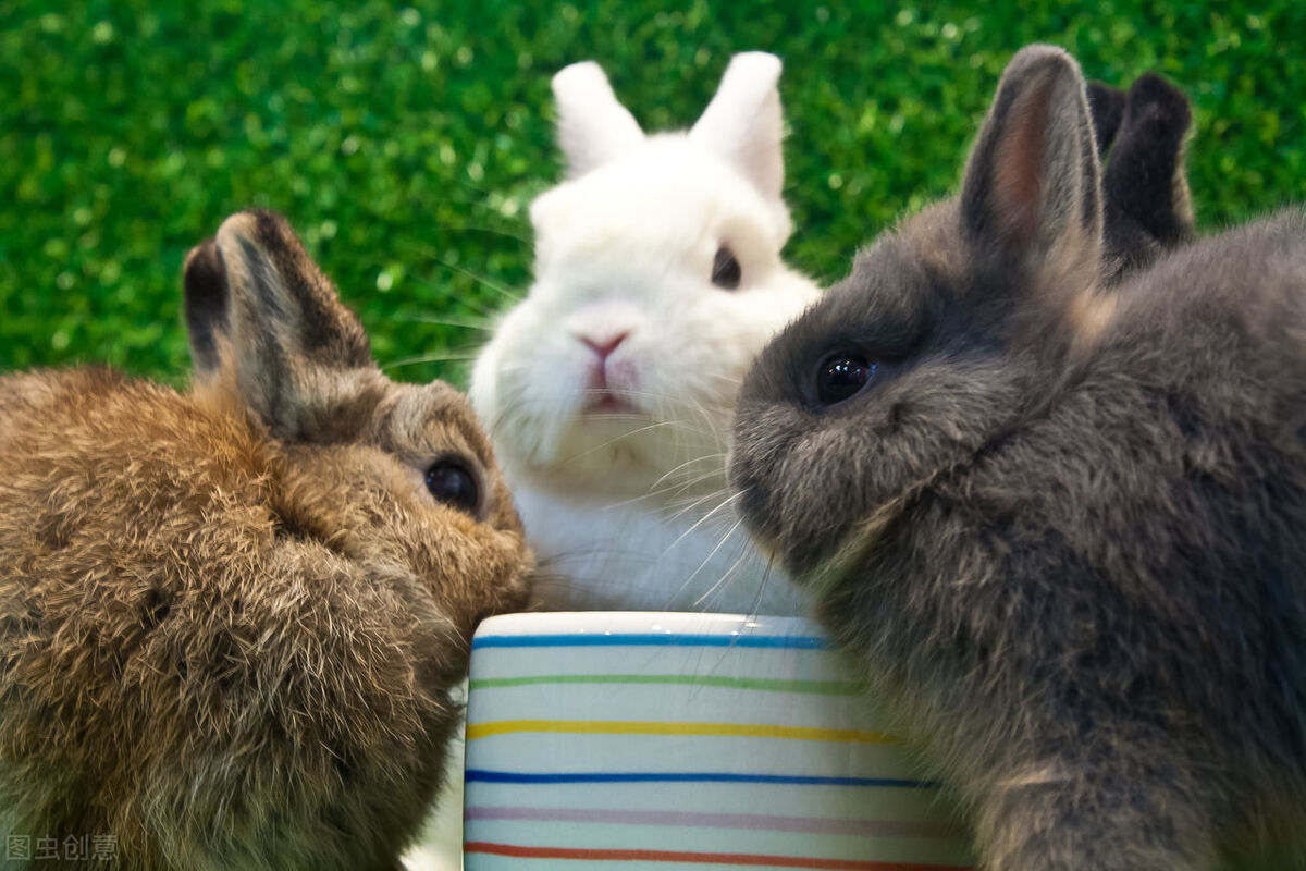 养兔经验：兔子脚皮炎用红霉素软膏吗