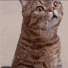 只是保护了用户的隐私，这款浏览器却被网站们抵制