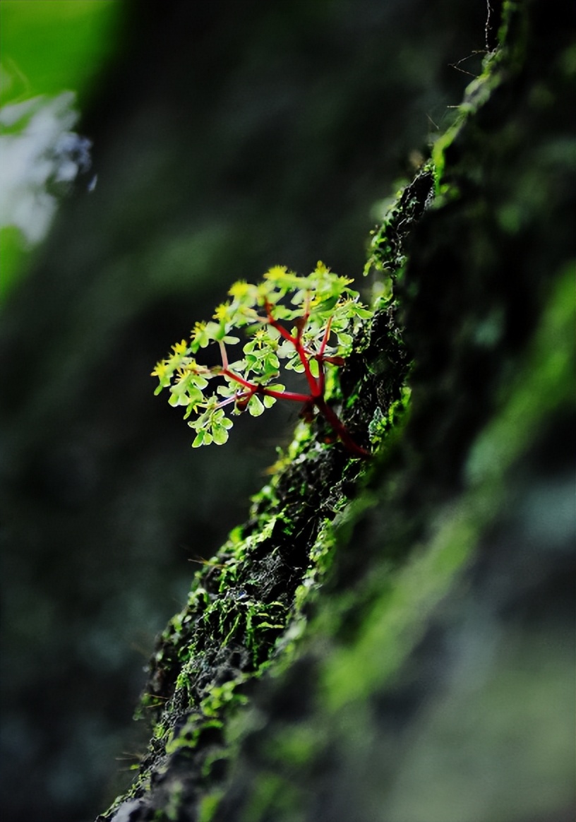 春来无处不茸茸,春草是春天的使者,春风把春草吹得一地茵绿.