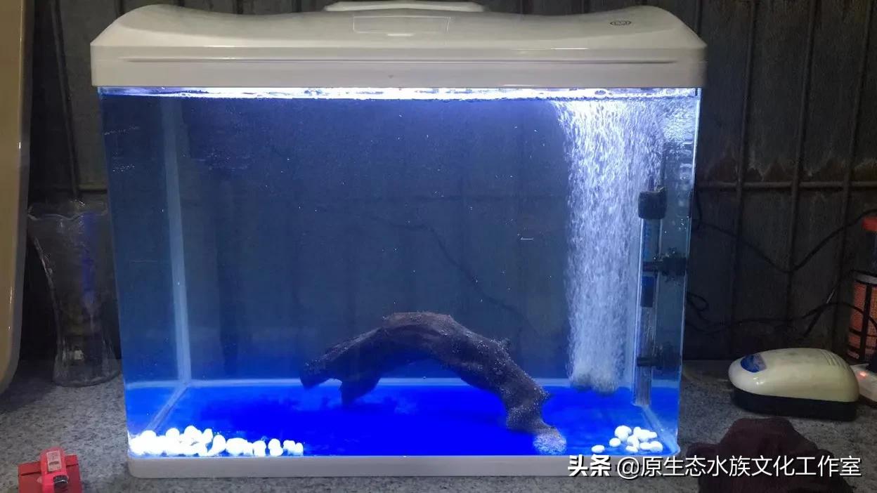 養觀賞魚海水魚原生魚得小總結 養魚等于養興趣 萬變不離其宗 天天看點