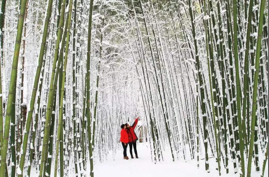 赏读：风敲竹生韵，雪落入隆冬