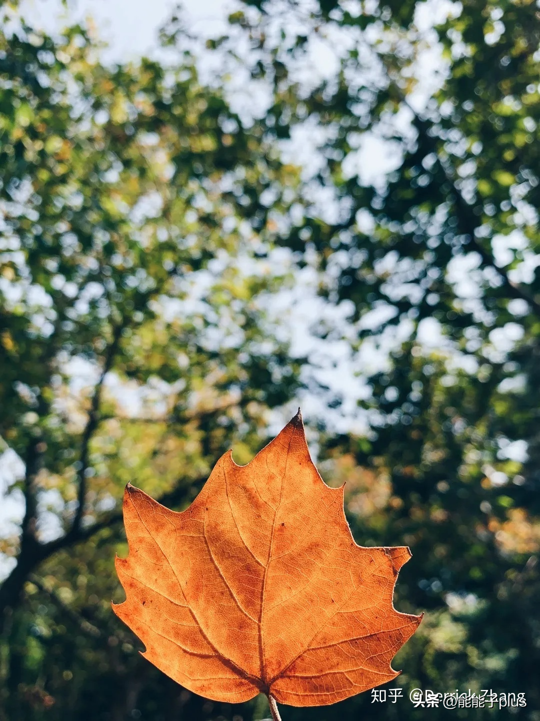 苹果手机拍照是反的怎么调（苹果手机拍照是反的怎么调7p）