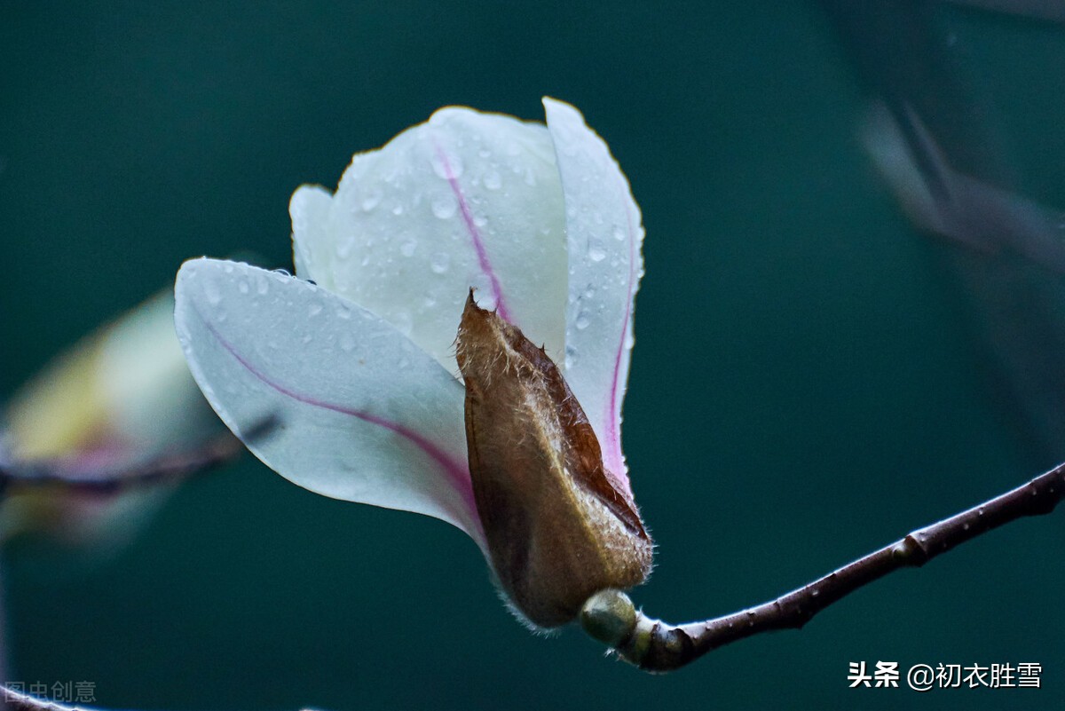 仲春花信之木兰花美诗六首：微雨微风寒食节，半开半合木兰花