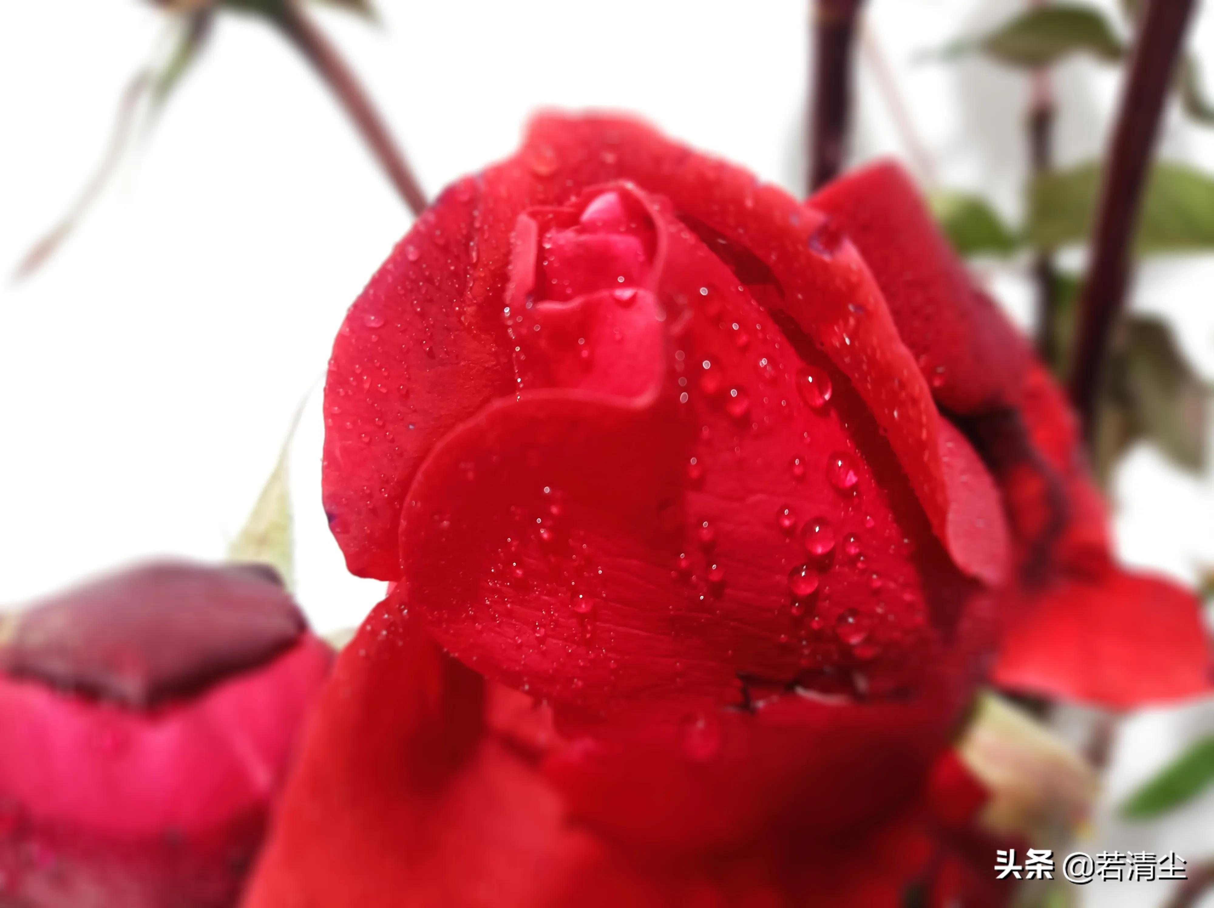尘路过往归于尽，依心复始生如叶（文/若清尘）