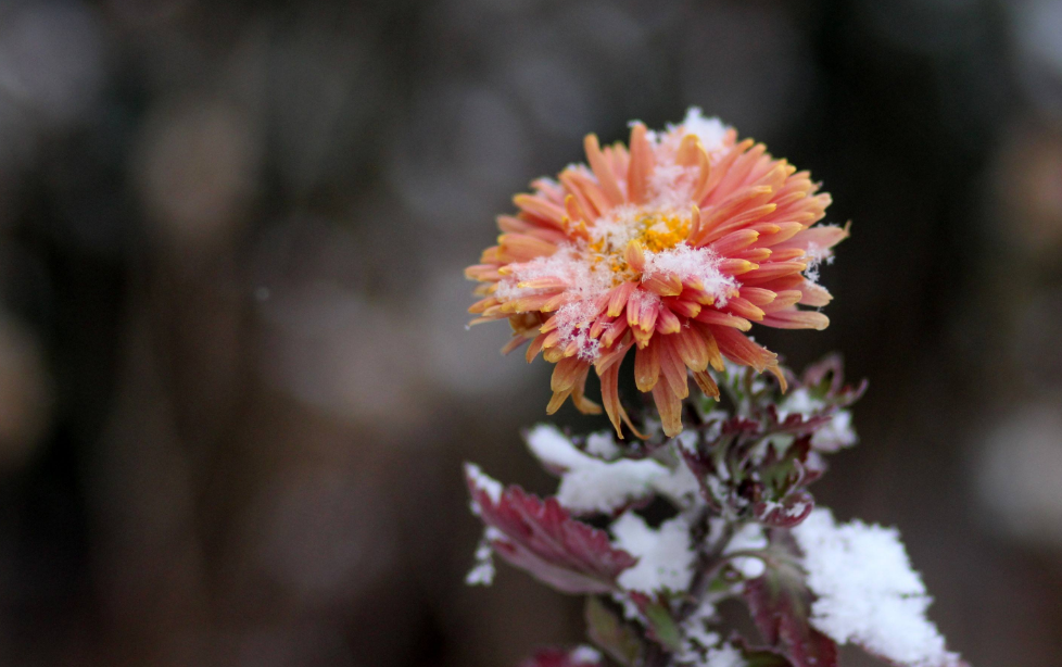 「诗词鉴赏」冬菊忘年友，十首有关冬菊的诗词，看菊花傲霜斗雪