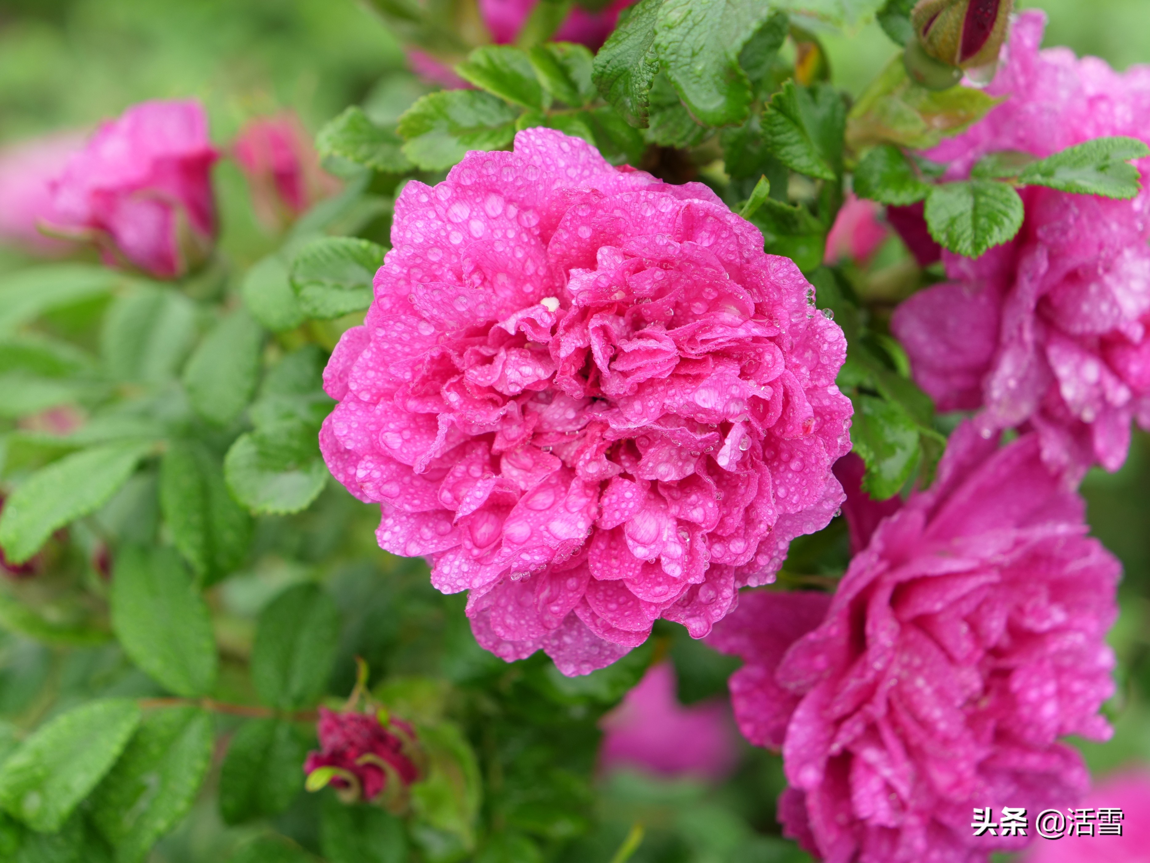可食用的玫瑰花有哪些品种（可食用的玫瑰花有哪些品种图片）-第5张图片