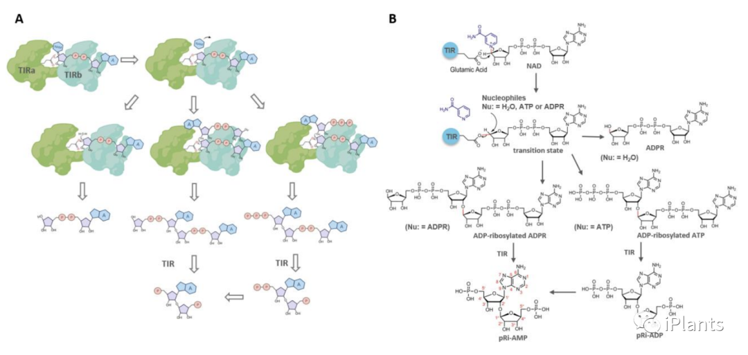 揭示了植物两种新型抗病信使及其作用机制，植物抗病领域重大突破