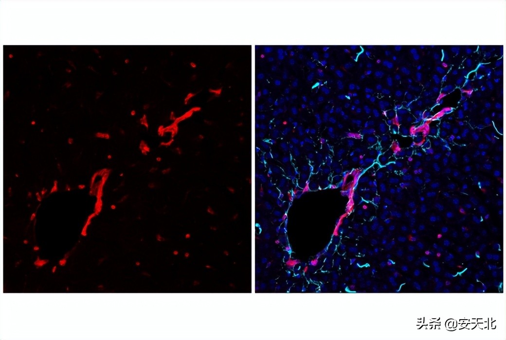 6月上市的经严格验证的全新抗体、试剂及试剂盒-伊诺凯