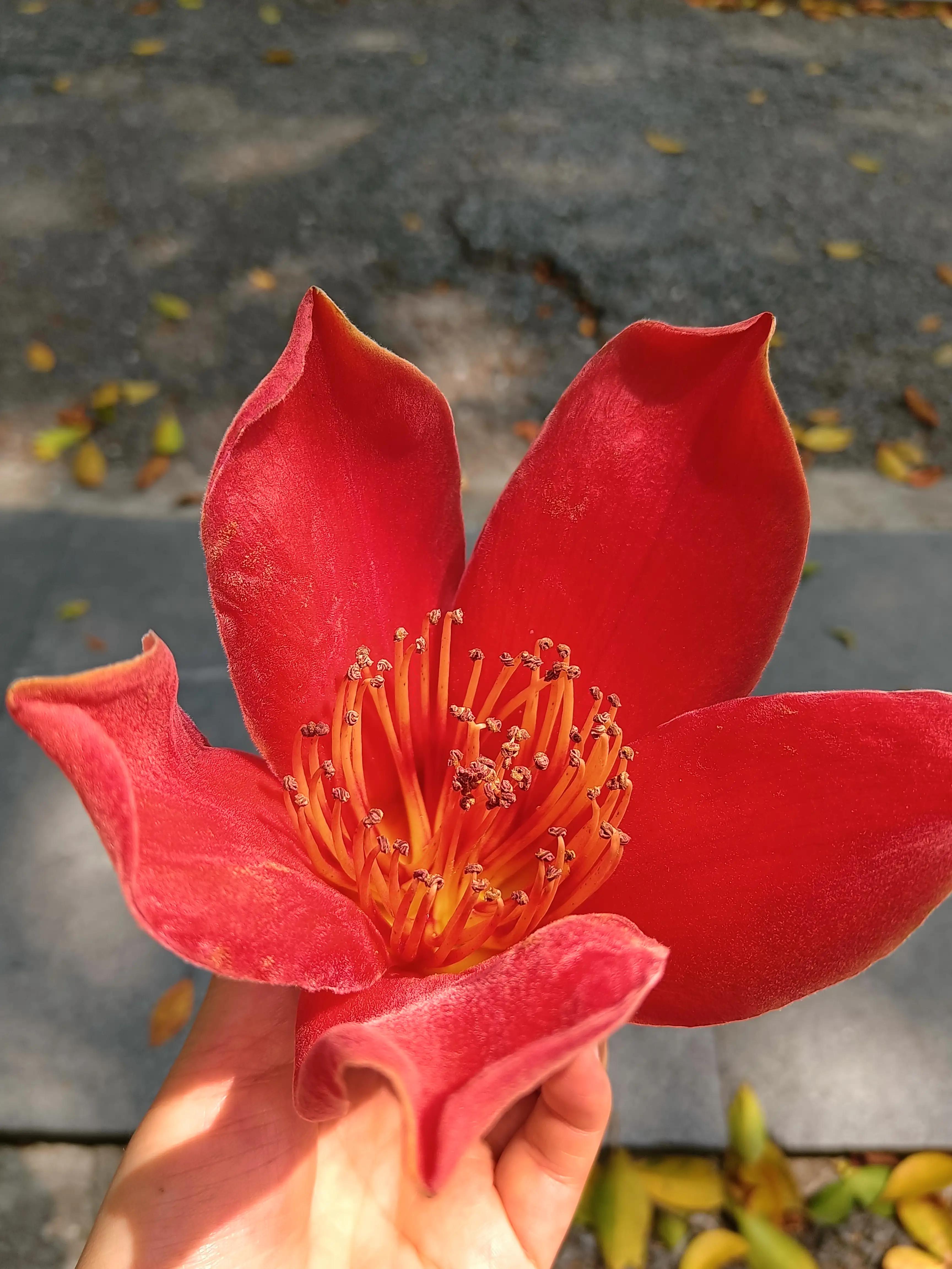 嬌豔的木棉花花海湖景木棉花林蔭大道粉紫荊花這麼美的時光,我們怎