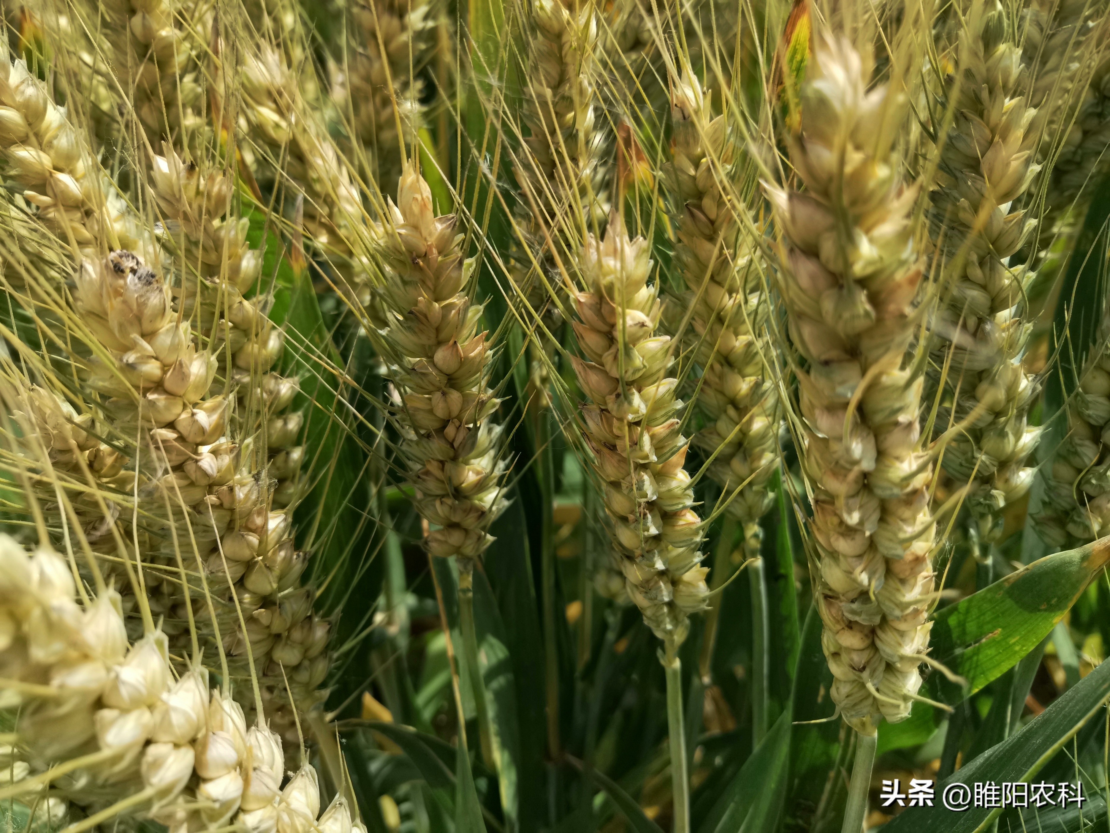 高产小麦种子排行榜（高产小麦种子排行榜前十）-第4张图片-昕阳网