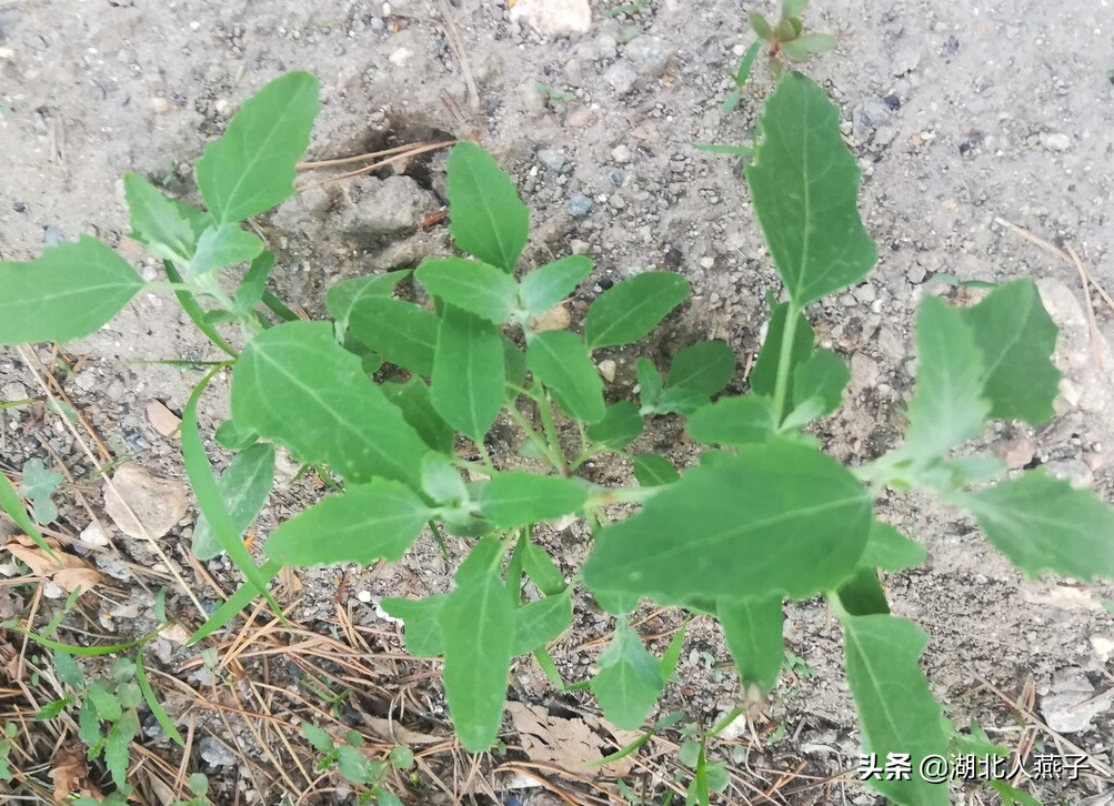 开春十大野菜图片（开春十大野菜图片高清）-第3张图片-科灵网