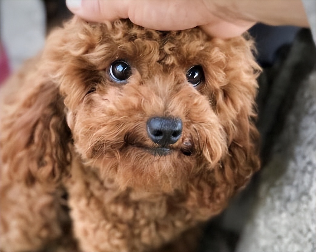 判断泰迪纯不纯,就看五点,串串可装不出来