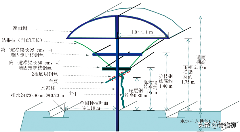 阳光玫瑰葡萄“V”形飞鸟架应用实践及节本增效栽培要点