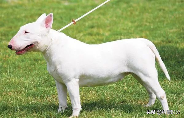 法国波尔多犬(世界上凶猛的十种狗，日本土佐犬上榜，藏獒排名第二)