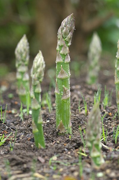 野菜有哪些（这100种野菜很常见也很美味）