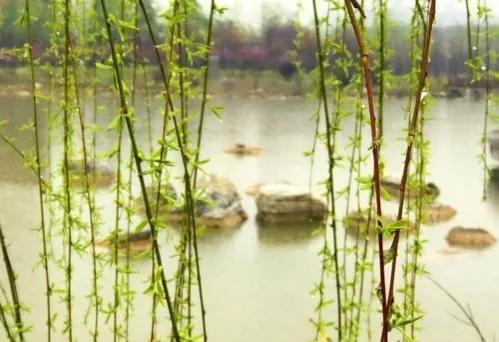 “沾衣欲湿杏花雨，吹面不寒杨柳风”，作者写出了不一样的春色