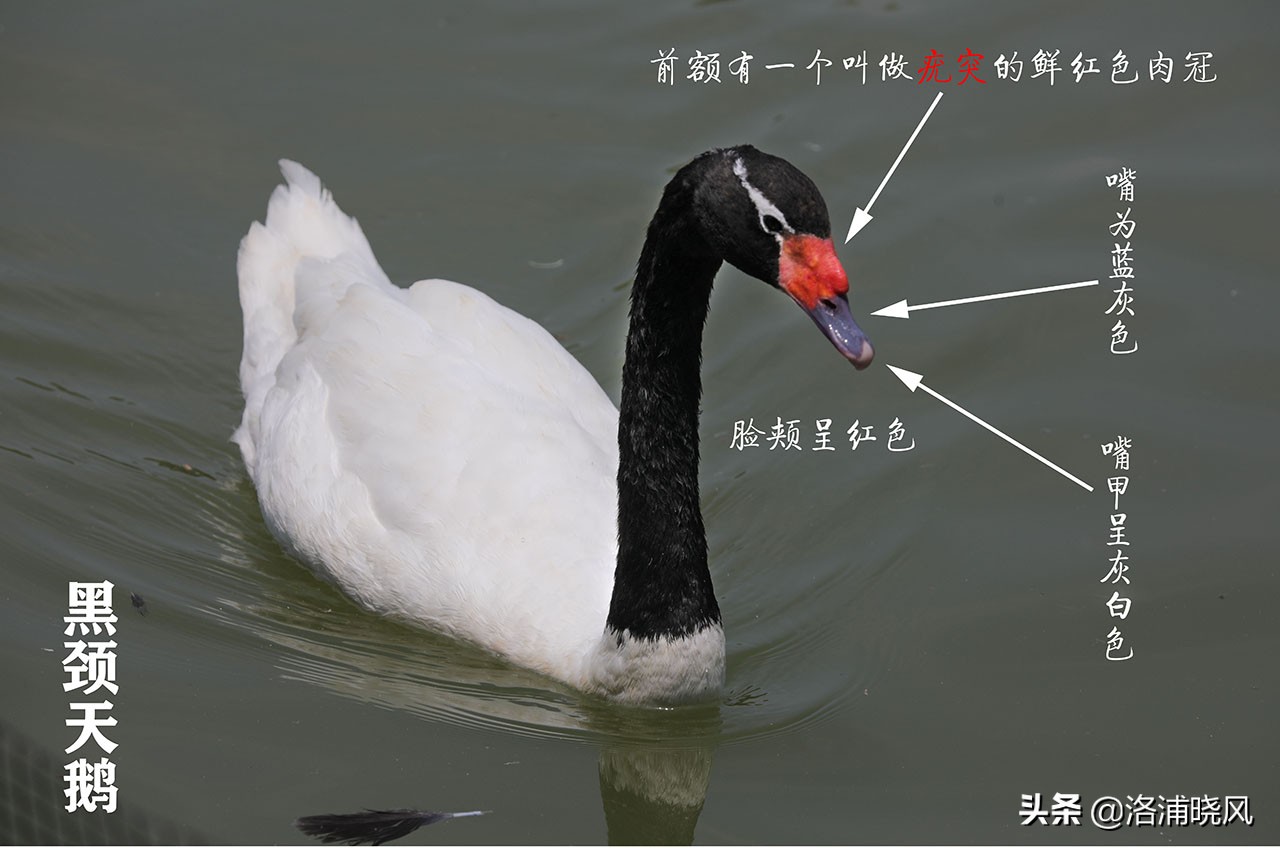 大雁与鹅的区别(家鹅与天鹅没有亲缘关系——兼谈家鹅与天鹅的区别)