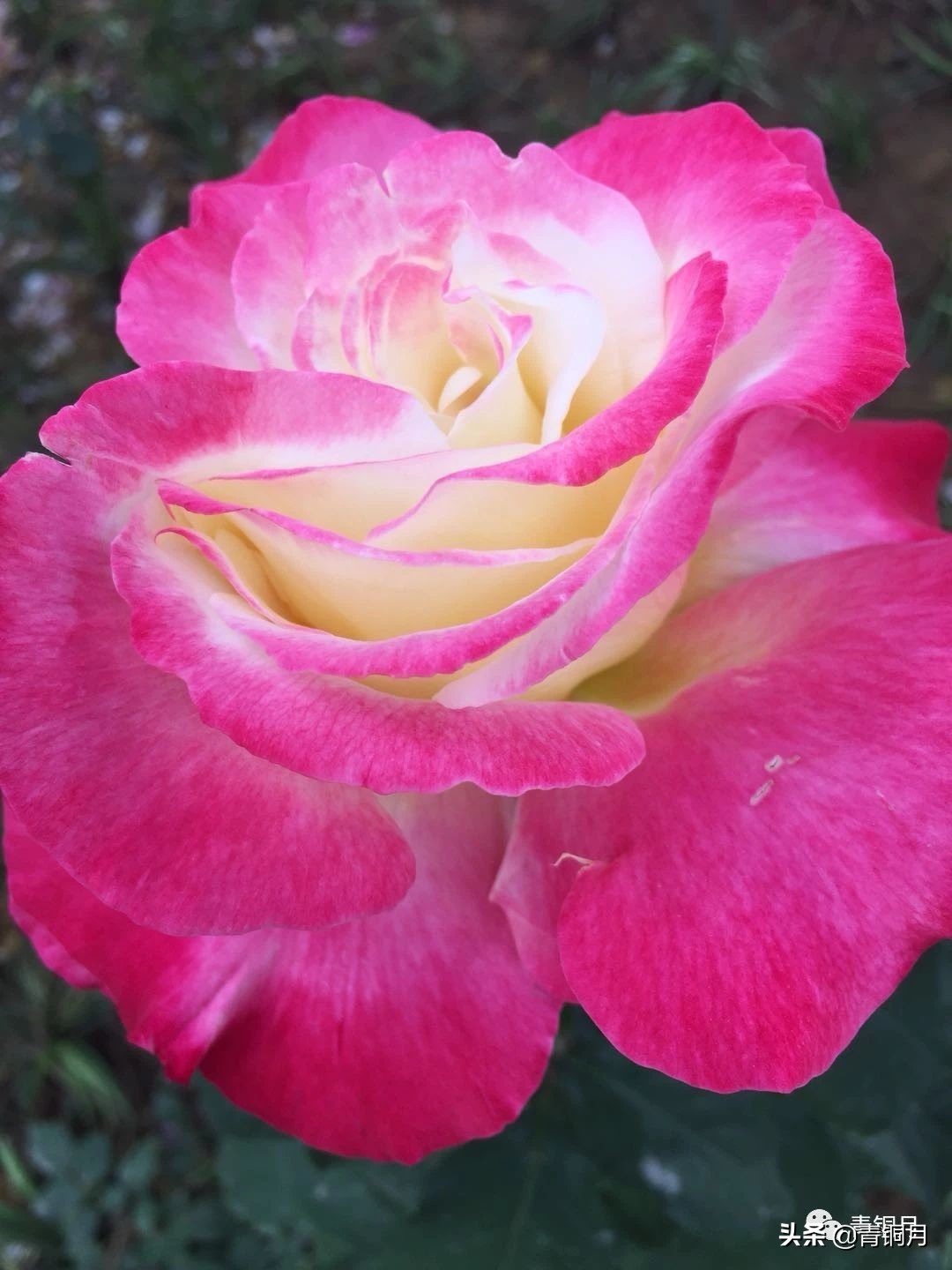 共读沈从文《边城》(纪念版)之短篇小说《黔小景》