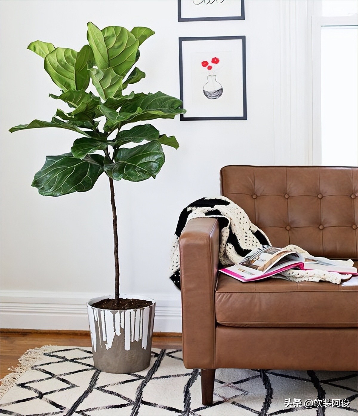 （阿俊聊软装）居家绿植如何选择？看看这10种高格调家居绿植