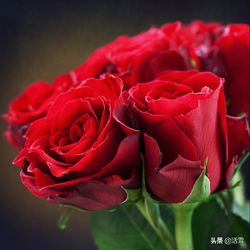 可食用的玫瑰花有哪些品种（可食用的玫瑰花有哪些品种图片）-第2张图片