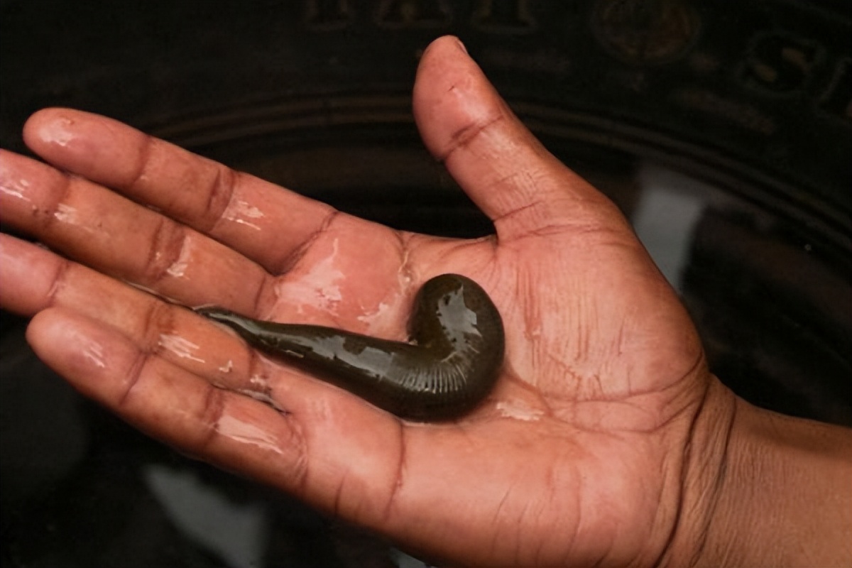 水蛭苗多少钱一斤(养水蛭喂什么东西) - 价格百科