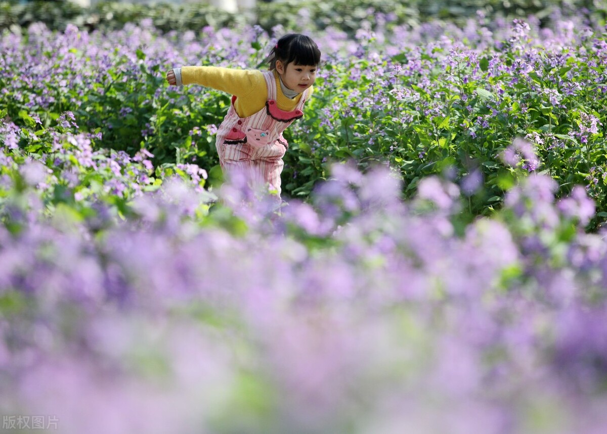 南京四月最美，5种花盛开，N个免费的网红打卡地来了，全是浪漫