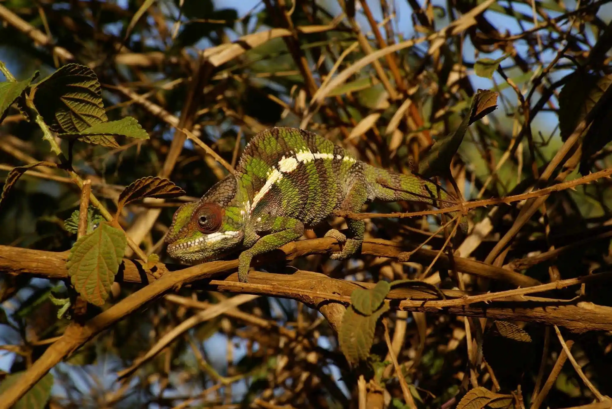 变色龙是怎样演化出变色能力的呢?