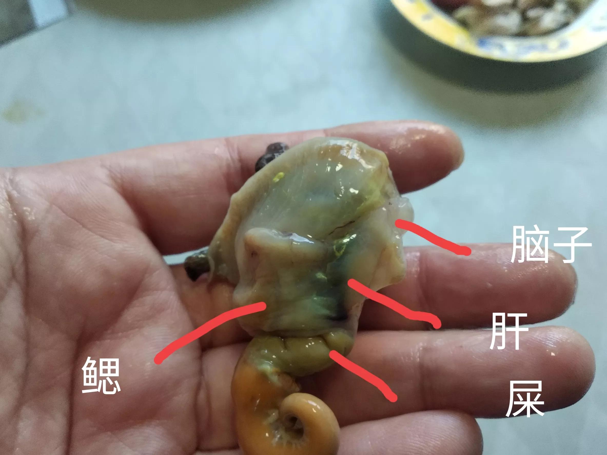 海螺哪些部位不能吃图解海螺尾部是黄还是屎能吃吗