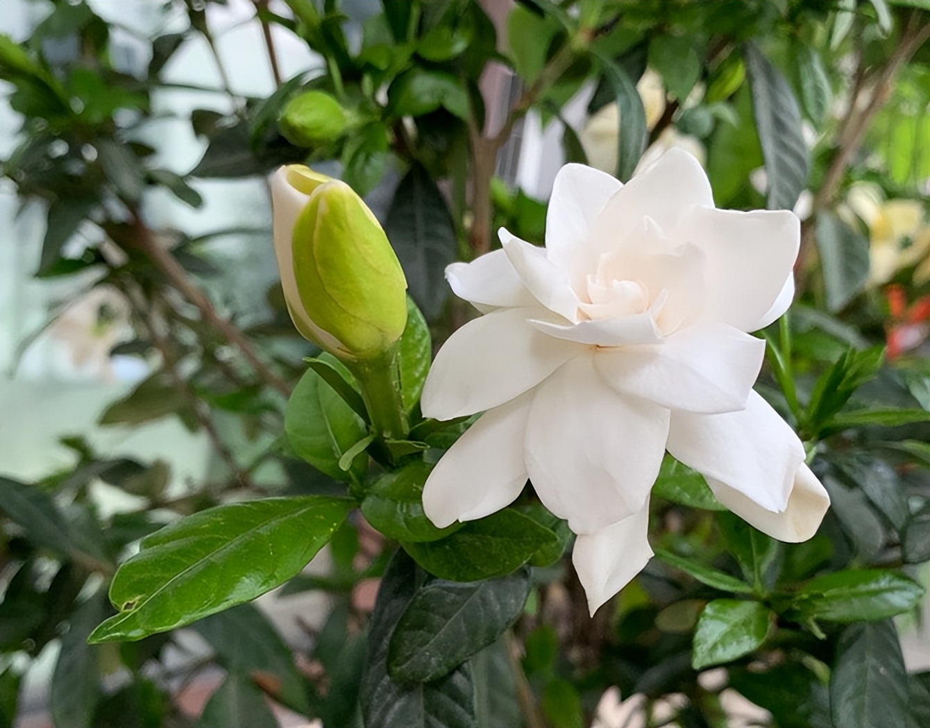 怎样让栀子花花苞快速打开（记住5件事花全开香味足）