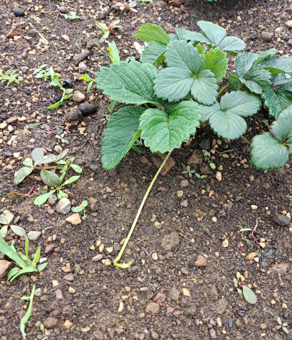 家庭如何种植草莓苗，家庭草莓的种植方法步骤