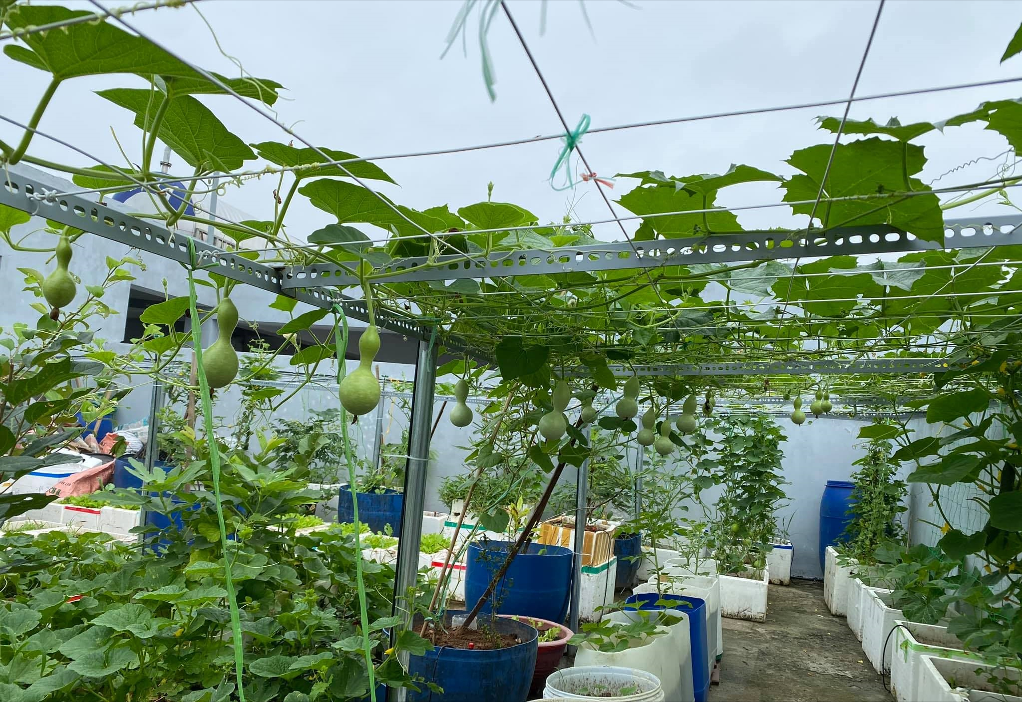 女厂长利用100平方米露台，投资3000块钱，种植了各种干净蔬菜