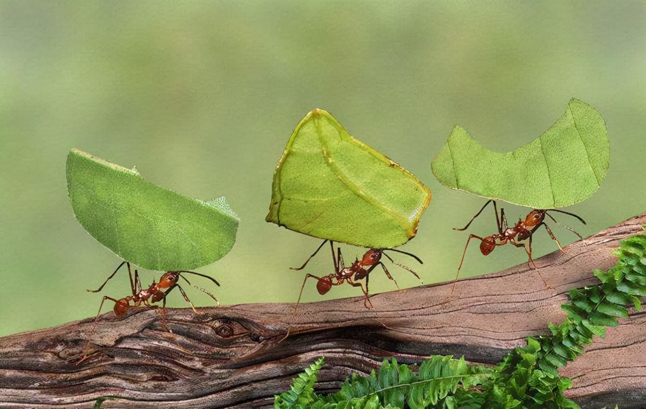 切叶蚁图片(著名的"蘑菇专家"切叶蚂蚁)