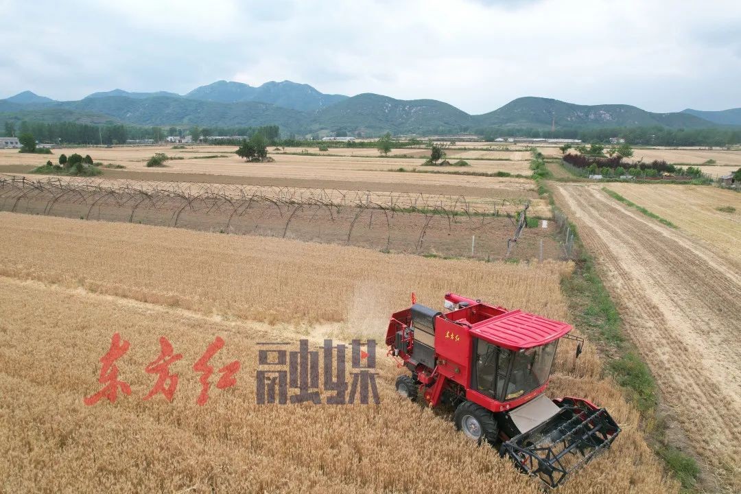 夏收第一鐮：數(shù)百臺(tái)東方紅小麥機(jī)出征記