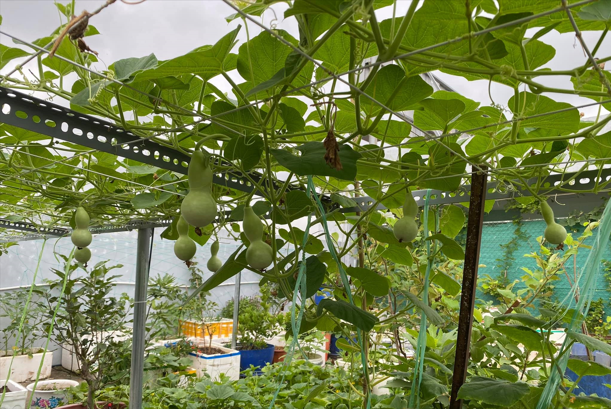 女厂长利用100平方米露台，投资3000块钱，种植了各种干净蔬菜