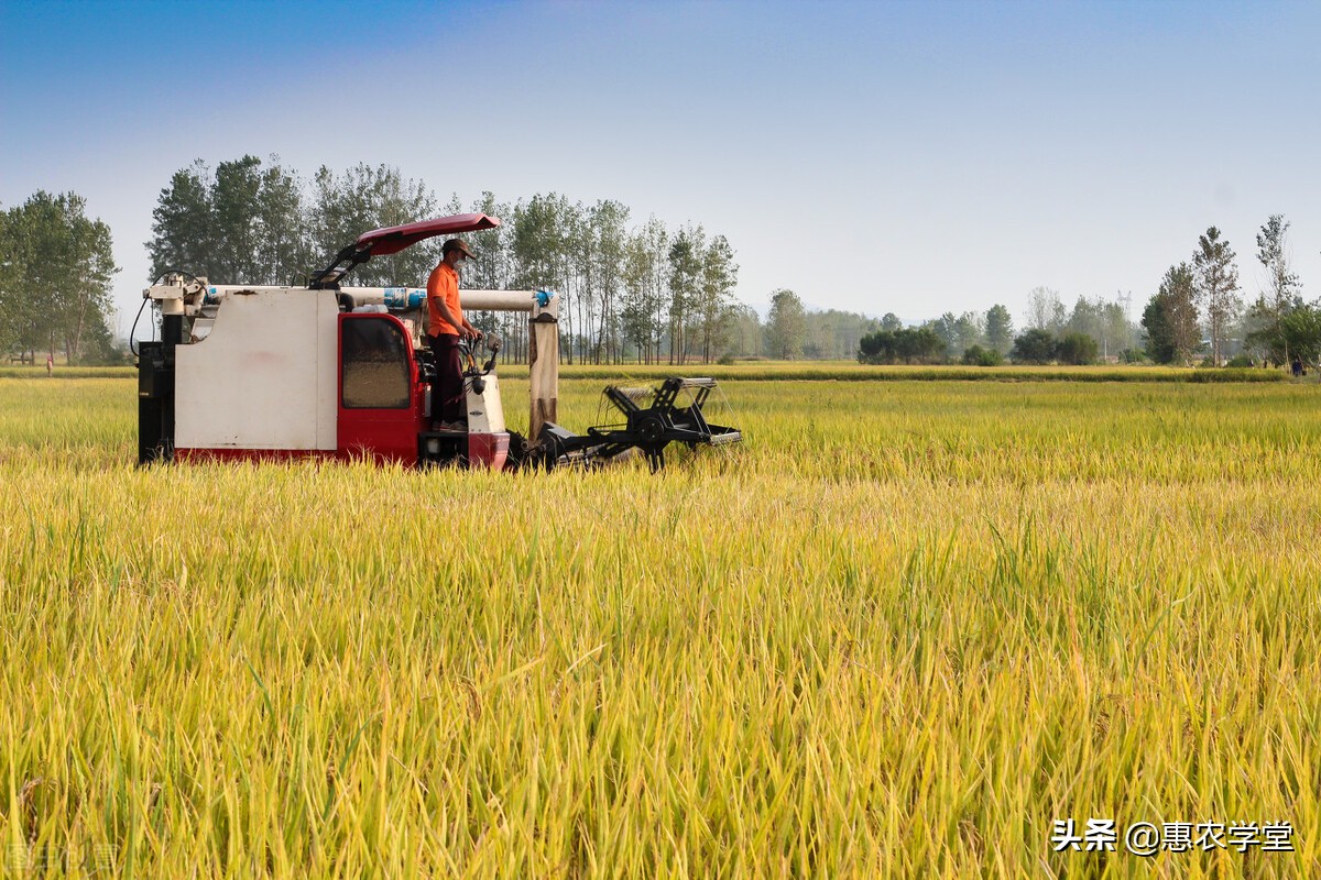 2022年稻谷多少钱一斤？是涨是跌？元旦前后稻谷价格行情走势预测
