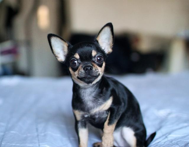 世界上最小的犬种