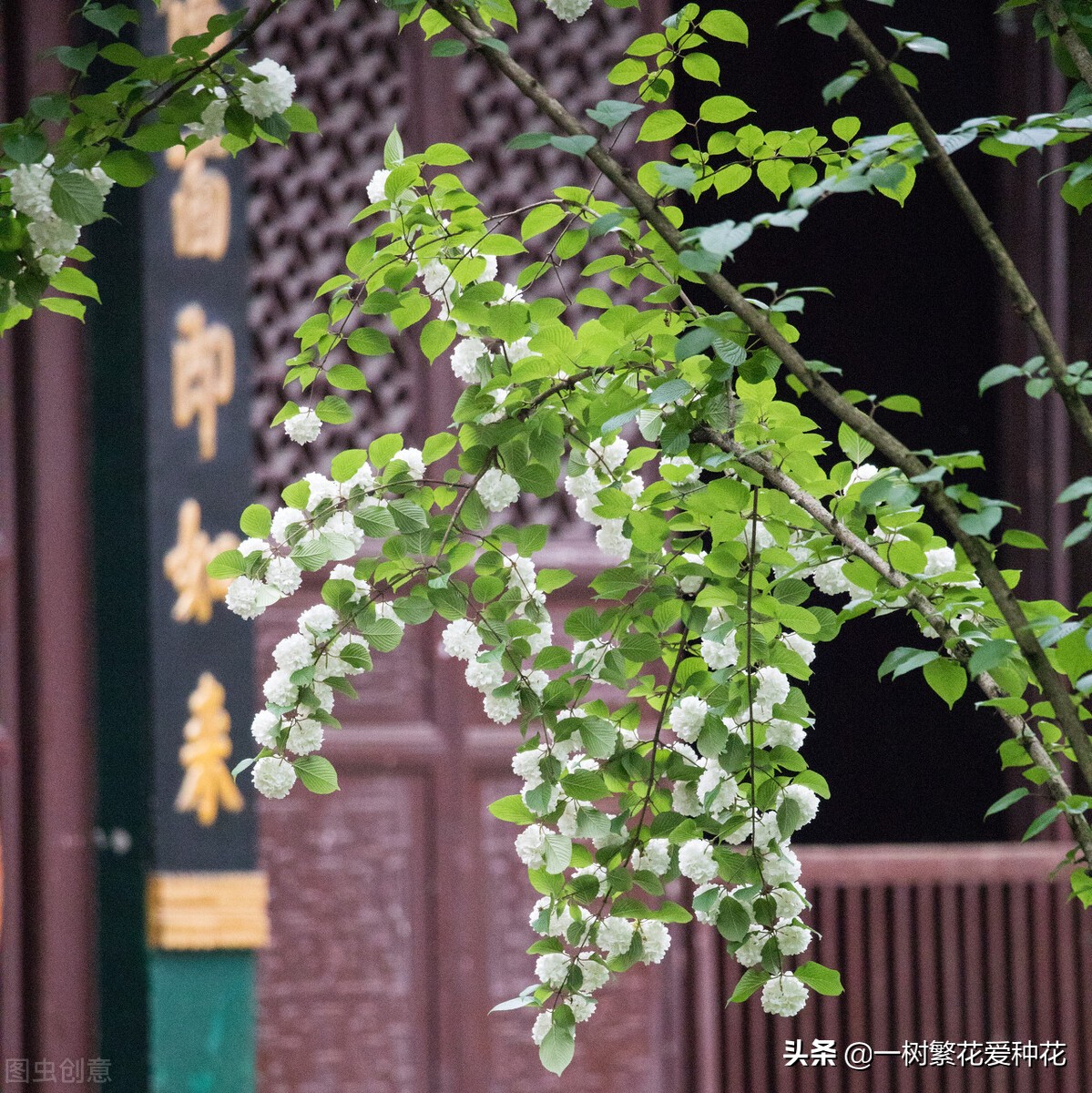 买哪种足球比较好(花比足球大的绣球花，斗球、麻球、欧洲绣球哪种最值得选)