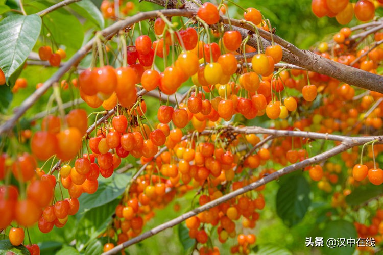 西鄉(xiāng)櫻桃香又甜