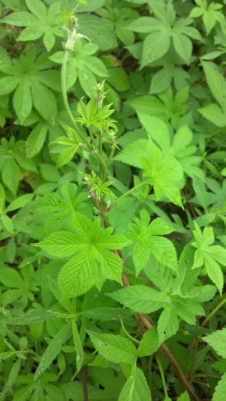 dnf藤蔓根茎(藤蔓缠身)-万川快讯