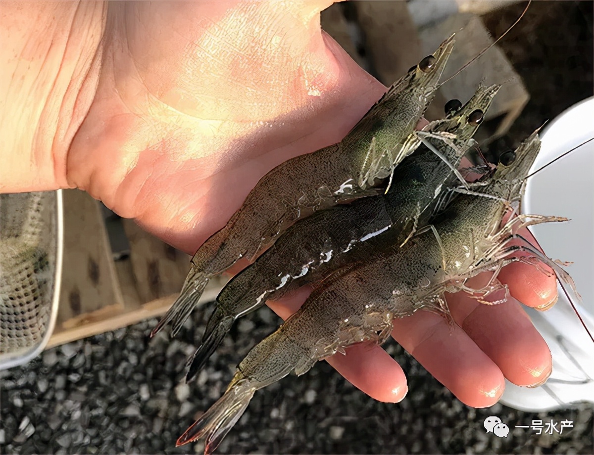 虾吃什么东西怎么养活（分享虾饲料投喂技巧）