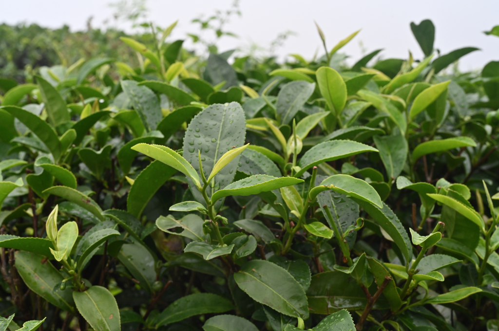 有机茶叶和普通茶叶的区别（生态茶和有机茶的含义）