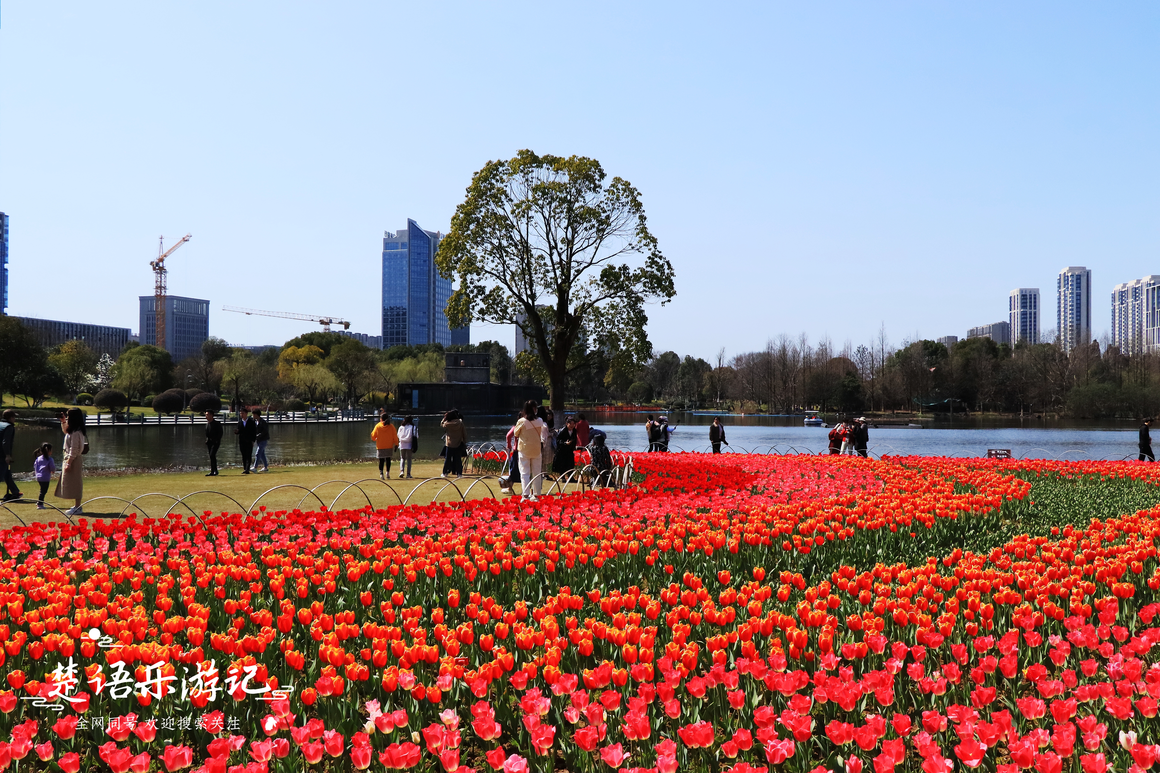 东面有郁金香花海，西面有油菜花海，浙江省宁波市这个公园又火了